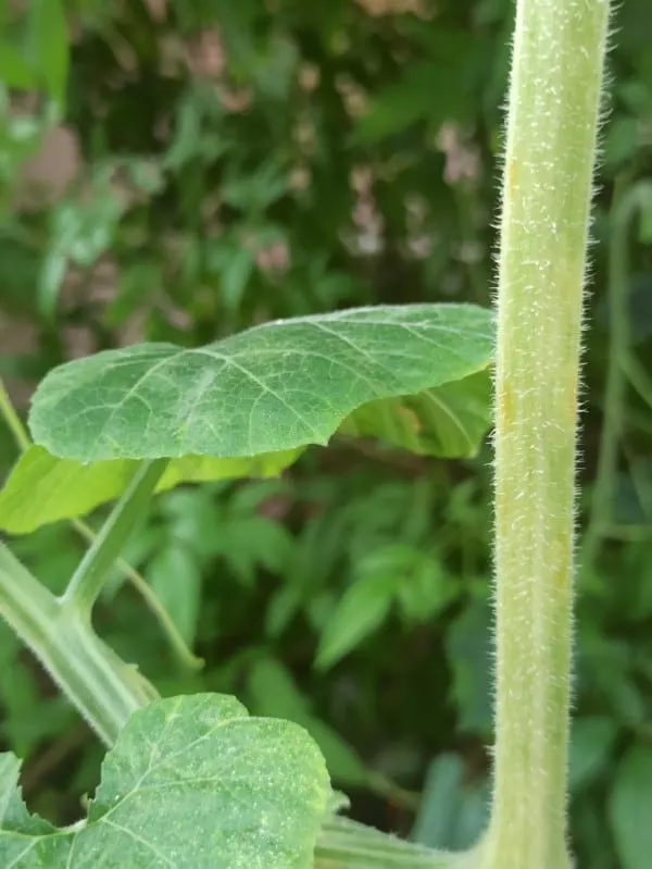 Pumpkin plant stem How To Make Plant Stems Stronger