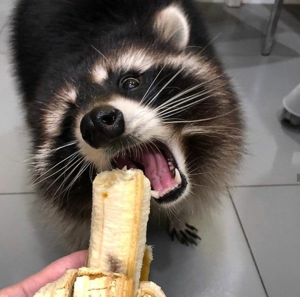 Raccoons What Animals Eat Bananas