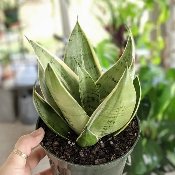 Sansevieria Night Owl