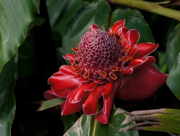 Torch ginger Red Hawaiian Flower