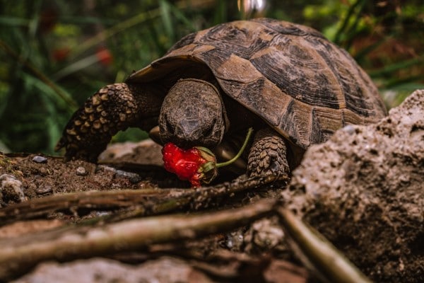 Turtles and tortoises What Animals Eat Strawberries