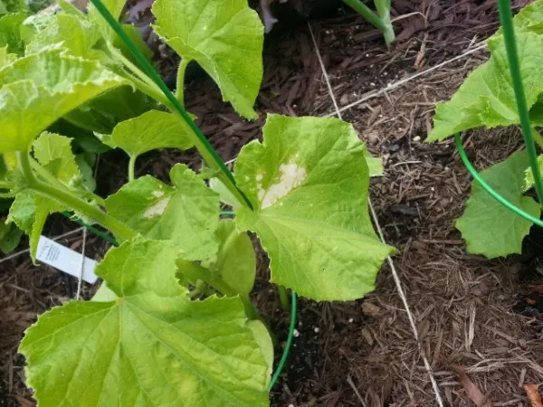 Why Are My Cucumber Leaves Turning White