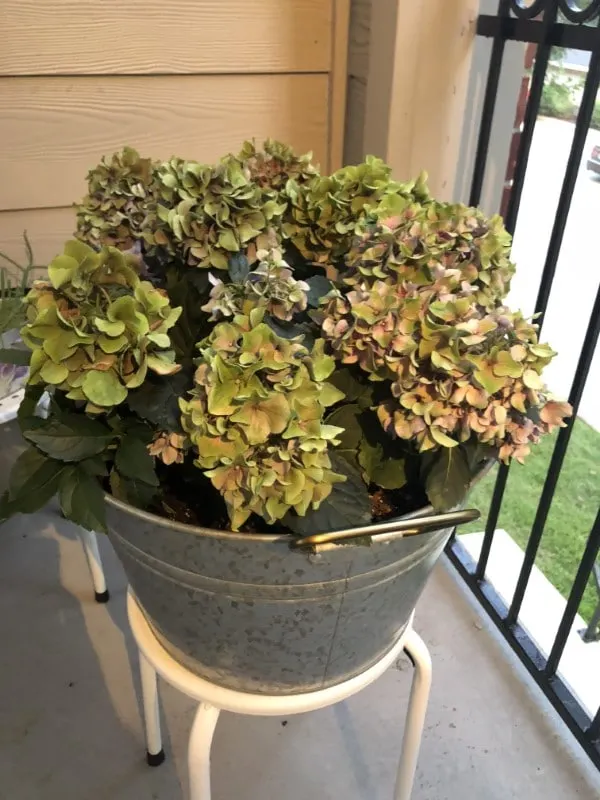 Why Are My Hydrangeas Turning Green