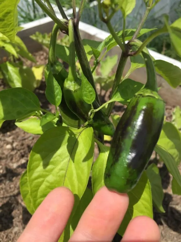 Why Are My Jalapenos Turning Black 2