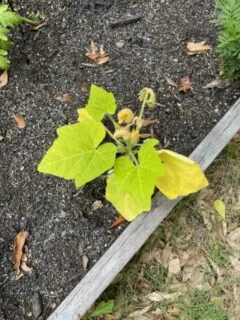 Why Are My Squash Leaves Turning Yellow