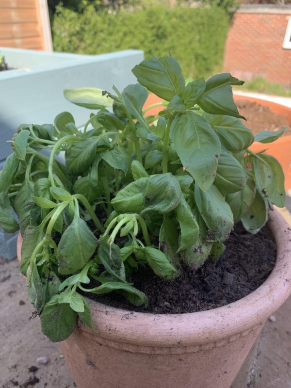 Why Is My Basil Plant Drooping 2