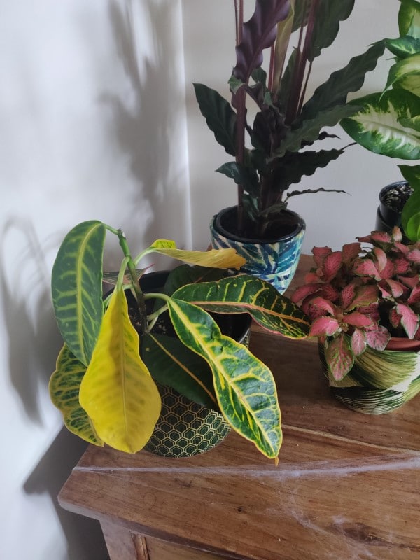 Why Is My Croton Dropping Leaves