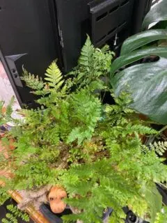Why Is My Fern Turning Yellow