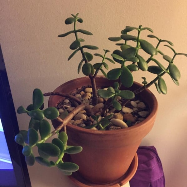 Why Is My Jade Plant Drooping 2