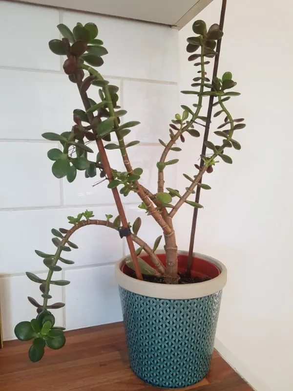 Why Is My Jade Plant Drooping