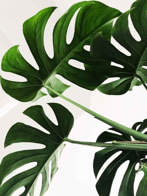 Why Is My Monstera Drooping