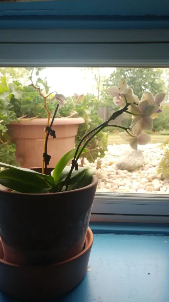 Why Is My Orchid Stem Turning Yellow 2