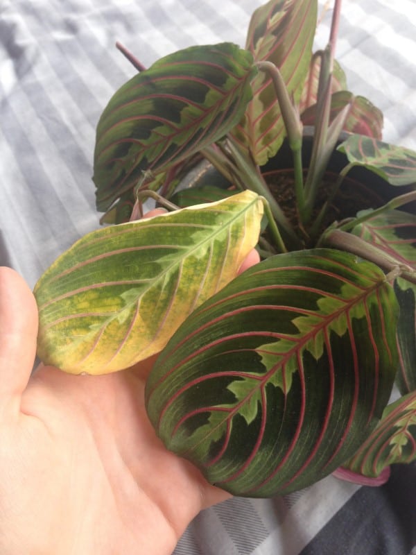 Why Is My Prayer Plant Turning Yellow 2