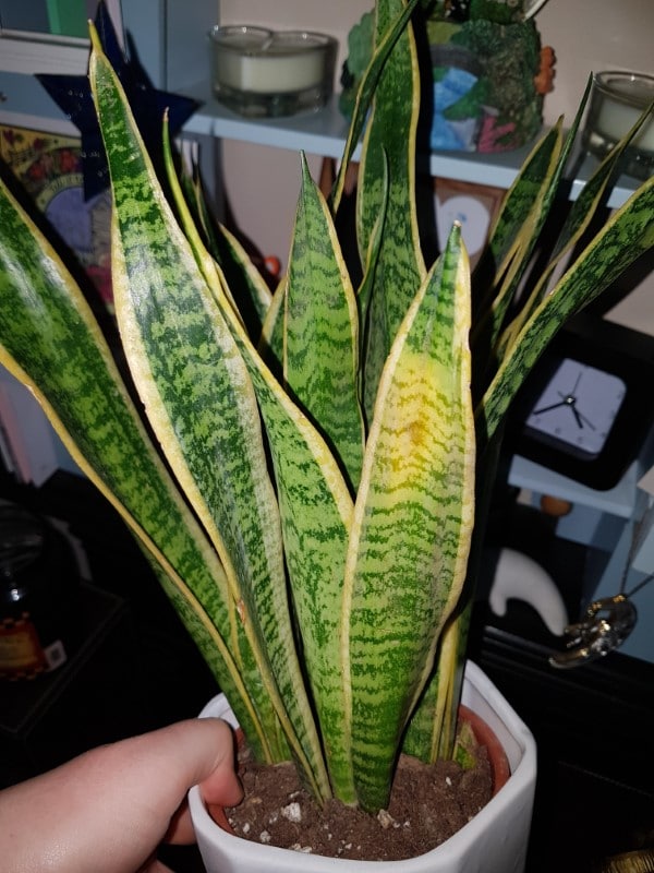 Why Is My Snake Plant Turning Yellow 2