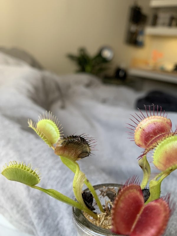 Why Is My Venus Fly Trap Turning Black 2