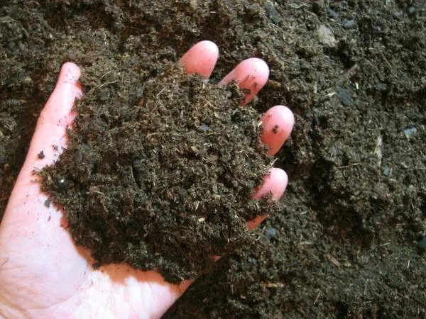 Why Might Soils Rich in Organic Matter Not Be Fertile 2