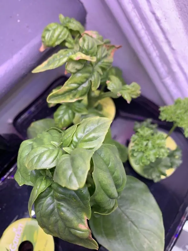 Why is My Basil Plant Turning Yellow 2