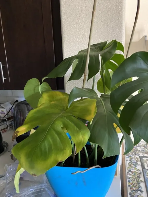 Why is My Monstera Turning Yellow 2