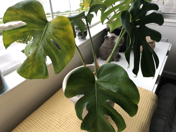 Why is My Monstera Turning Yellow