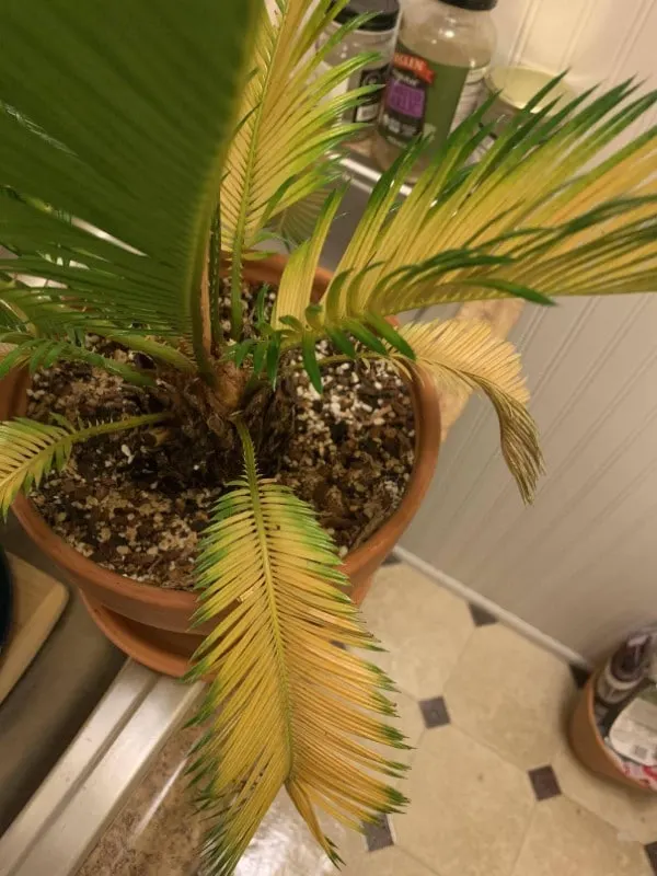 Why is My Sago Palm Turning Yellow