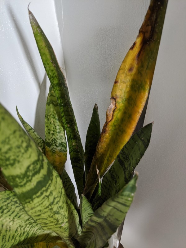 how can i save my dying snake plant Why Is My Fiddle Leaf Fig Dropping Leaves