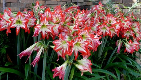 Amaryllis Bloom Beautifully