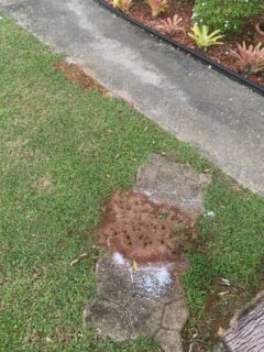 Ant Hills in My Yard