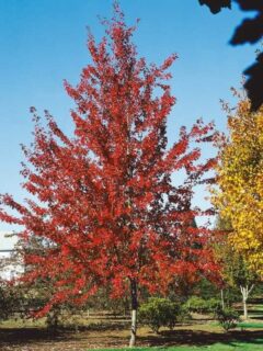 Autumn Fantasy Maple