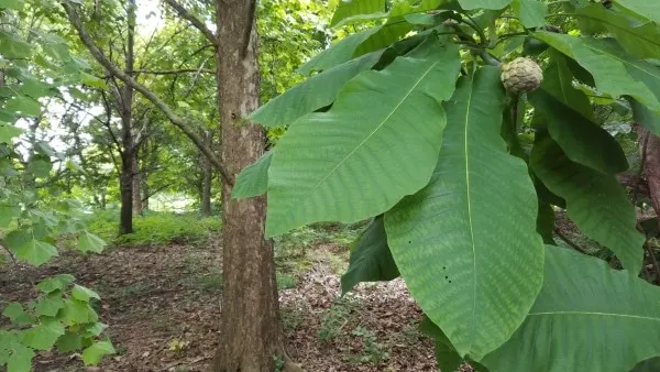 Bigleaf Magnolia How To Grow Magnolia From Seed