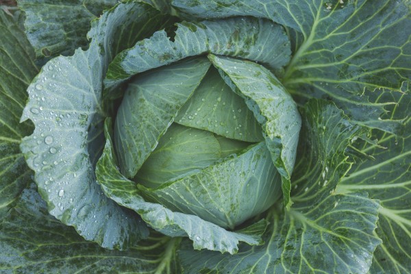 Cabbage Vegetables that start with C