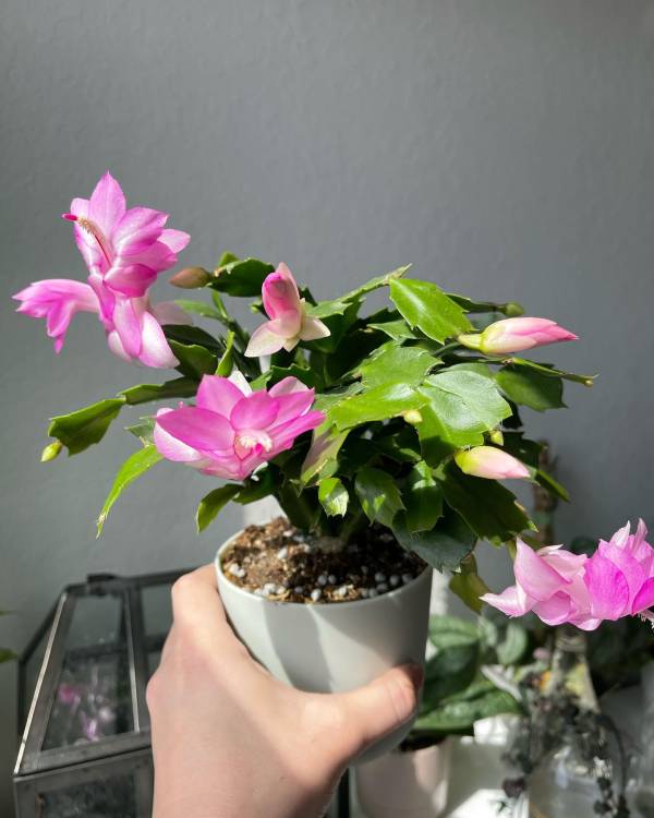 Christmas cactus blooming again Why is my cactus tree dropping leaves