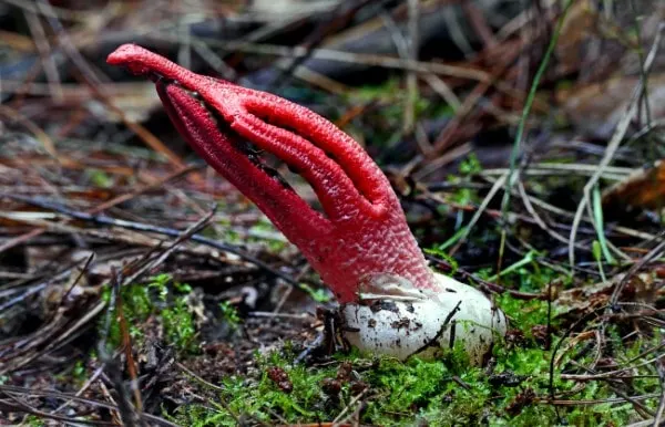 Clathrus archeri How To Get Rid Of Stinkhorn Fungus