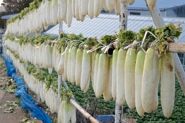 Daikon Vegetables that start with D