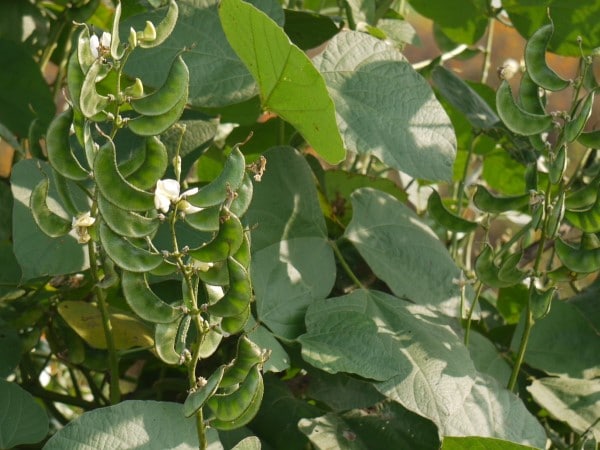 Dolichos beans Vegetables that start with D