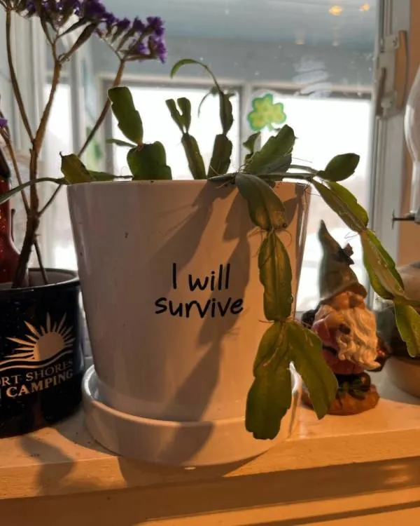 Dropped leaves of Christmas cactus propagated in a pot Why is my christmas cactus dropping leaves