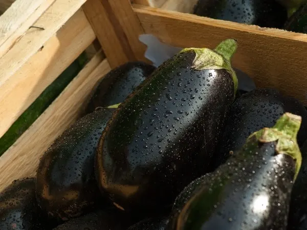 Eggplant Vegetables that start with E