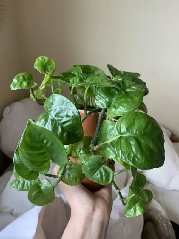Emerald Pothos