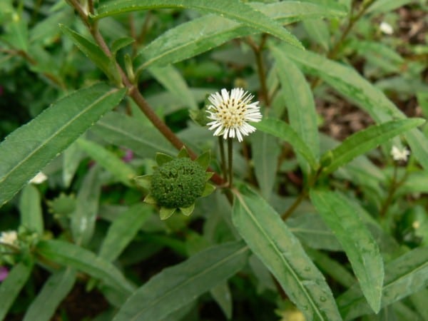 False daisy Vegetables that start with F