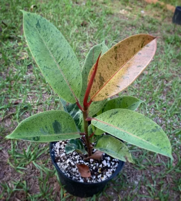 Ficus Shivereana 2