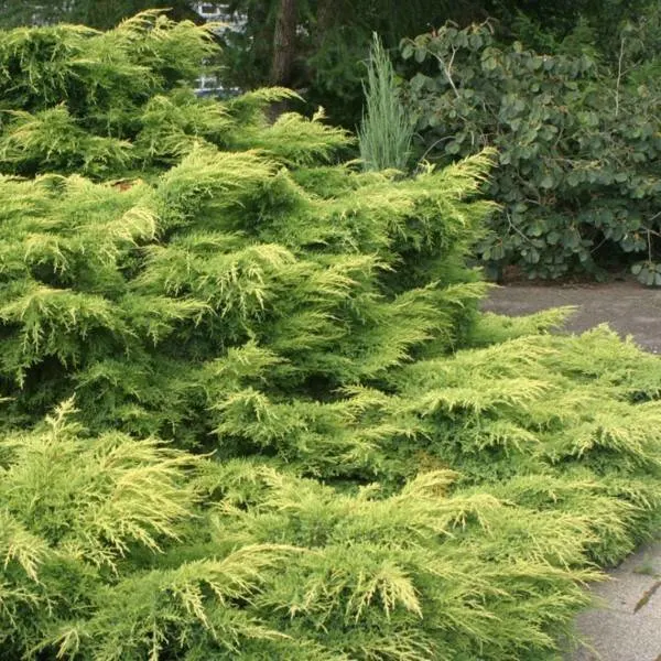 Gold Lace Juniper
