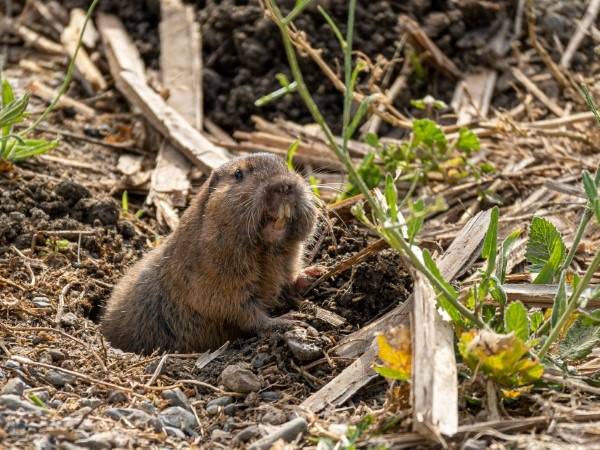How To Get Rid Of Gophers With Gasoline
