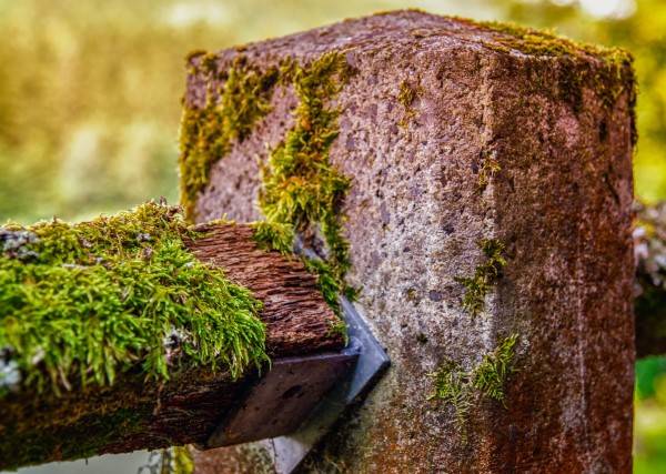 Post Concrete Fouling Pillar Lichen Moss Nature