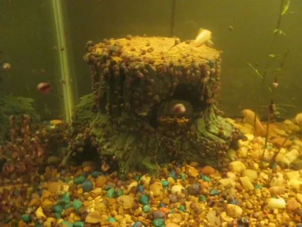 How To Get Rid Of Pest Snails