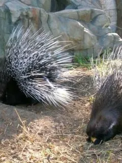 How To Get Rid Of Porcupines