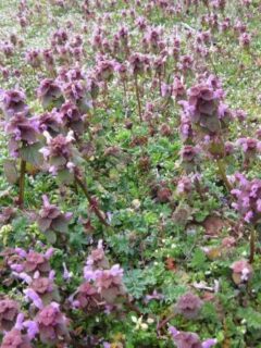 How To Get Rid Of Purple Deadnettle