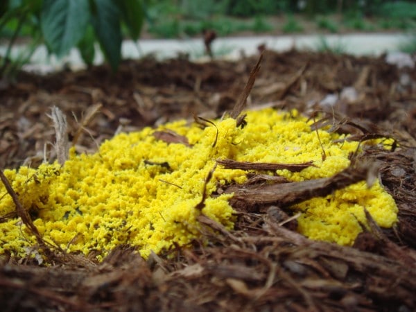 How To Get Rid Of Yellow Fungus In Soil