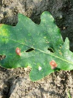 How To Get Rid of Oak Mites