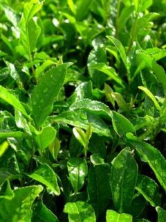 How To Grow Green Tea