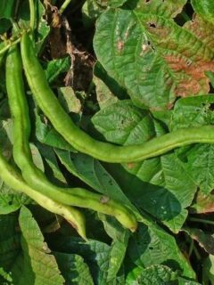 How To Grow Kidney Beans