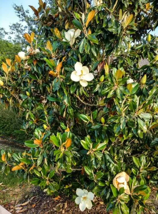 How To Grow Magnolia From Seed Magnolia tree with flowers